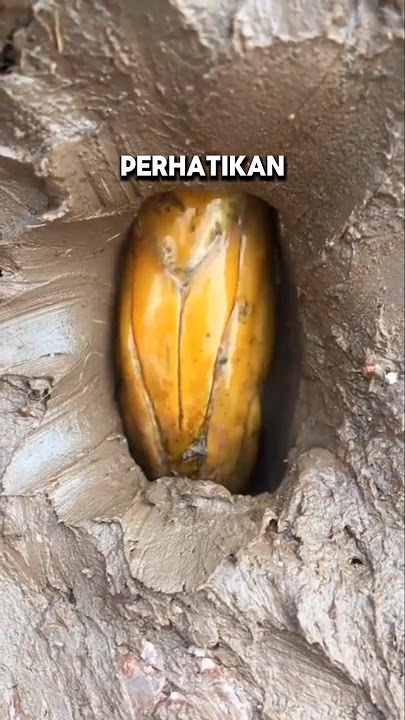 Download lagu INI CARA BELUT MEMBUAT LUBANG DI TANAH