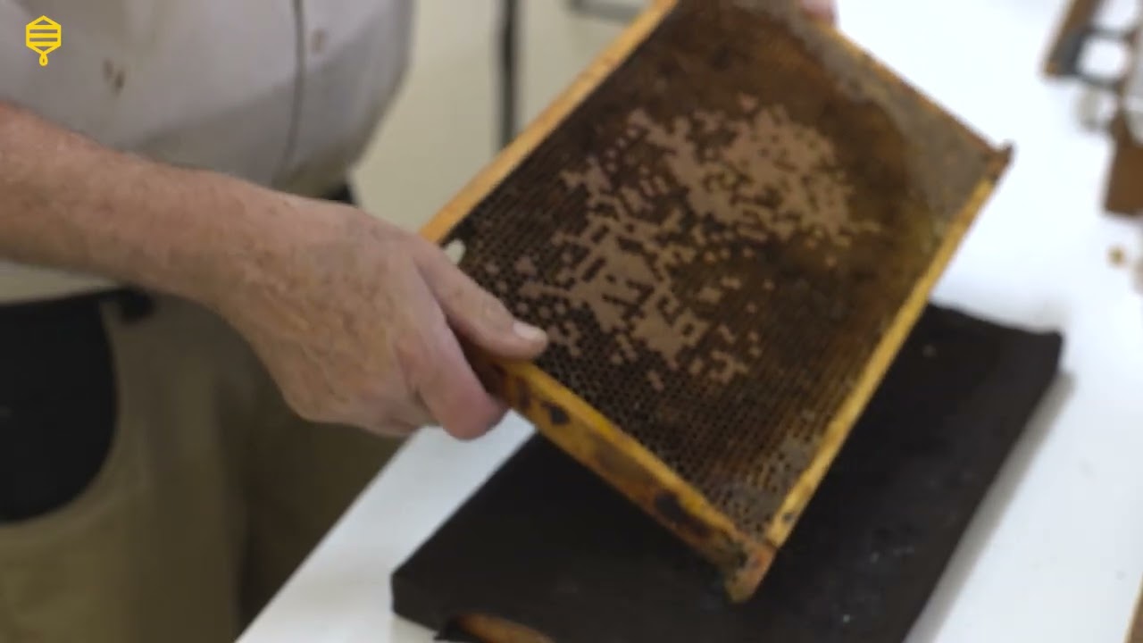 Imkersbond Deinze vzw - Overlarven met de uitspoelmethode