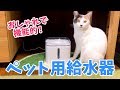 おしゃれで機能的！新しいペット用給水器を購入しました