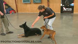 'Gregor' Black GSD 11 Mo & 'Maggie' German Pincher 18 Mo Tandem Obedience Work @Protection Dog Sales by Protection Dog Sales 211 views 2 days ago 2 minutes, 17 seconds