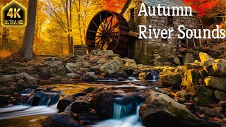 Autumn River Sounds With Beautiful Relaxing Music - Relaxing Nature Video In 4k(Ultra Hd ) by Enjoy Nature 74 views 6 months ago 11 hours, 54 minutes