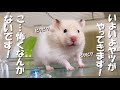 冬が来ると アツアツのヤツが来る！ハムスターの勘違いが凄い…（笑）