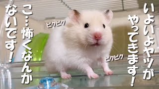 冬が来ると アツアツのヤツが来る！ハムスターの勘違いが凄い…（笑）