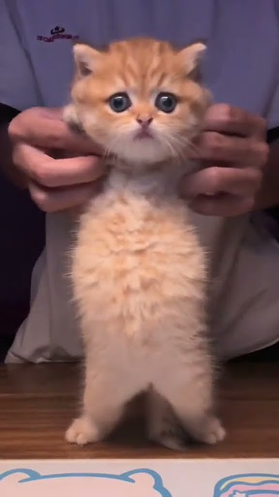 💃 TUKU TUKU TAKA 💃