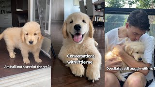 Puppy Has Conversation With Grown Up Self | Colin Edition