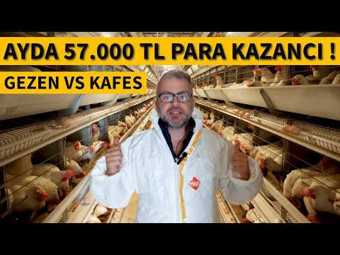 1000 KAPASİTELİ TAVUK ÇİFTLİĞİ KURMA MALİYETİ VE AYLIK KAZANCI