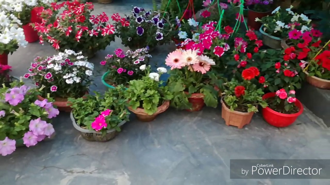 Spring season ki flowers. YouTube