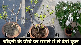 चाँदनी के पौधे पर गमले में लें ढेरों फूल/chandani plant hard pruning,fertilizing,care with update