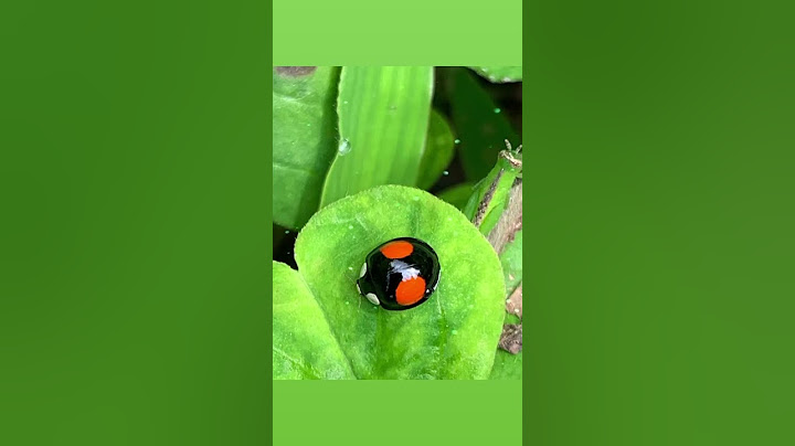 小瓢蟲 ladybug