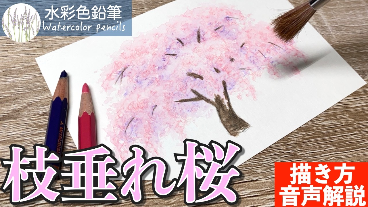 Watercolor Pencils] Easy Way to Draw a Weeping Cherry Blossom