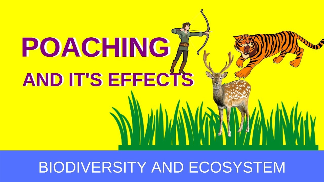 अवैध शिकार (Poaching and it's effect)- in Hindi | Life Around Us