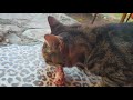 Кошки кушают еду...