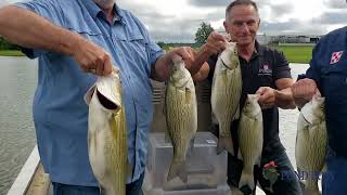 Hybrid Striper Factoids: Pond Boss Vignette 