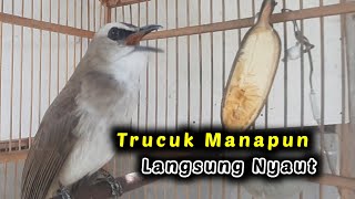 Semua jenis trucuk pasti langsung nyaut bunyi