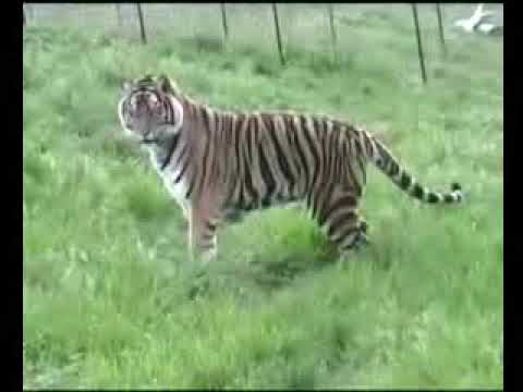 lynxfy Tiger Stalks Snake ??