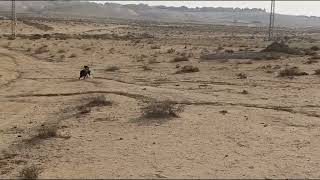 גק והעורב [] Jack the dog and the Raven