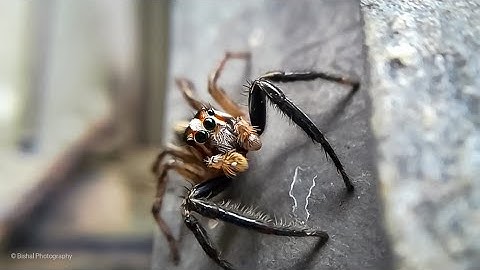 Spide Macro Photography - How spider looks like _ Details about spider eyes 👀