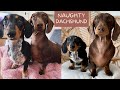 Naughty Dachshund dog video Funny Sausage Dog  Around the world Living with Dachshund Tacka weiner