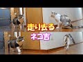 走り去る三毛猫と、ふてくされて爪を研ぐボス猫