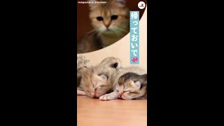 母ネコがハウスに子猫を連れ戻した訳とは…♡