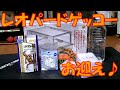 レプティギア紹介組み立て＆レオパードゲッコーお迎え♪【ゆっくり実況】