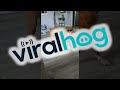 Boxer Dog Dances with Toy || ViralHog