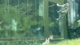 ◆オーダー用◆ダイカット シロクマ 親子 動物美術品 『Animals As Art』 第一弾： シロクマ 親子 – BLAST Inc.