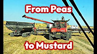 Harvest Day 16 & 17: The Girls MUSTARD up some Strength!