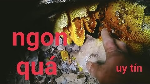 Cận cảnh tổ ong mật trong hang đá mật siêu khủng