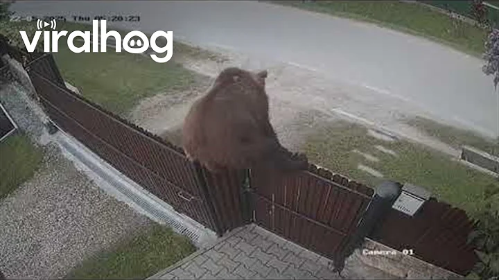 Bear Climbs Over Fence || ViralHog