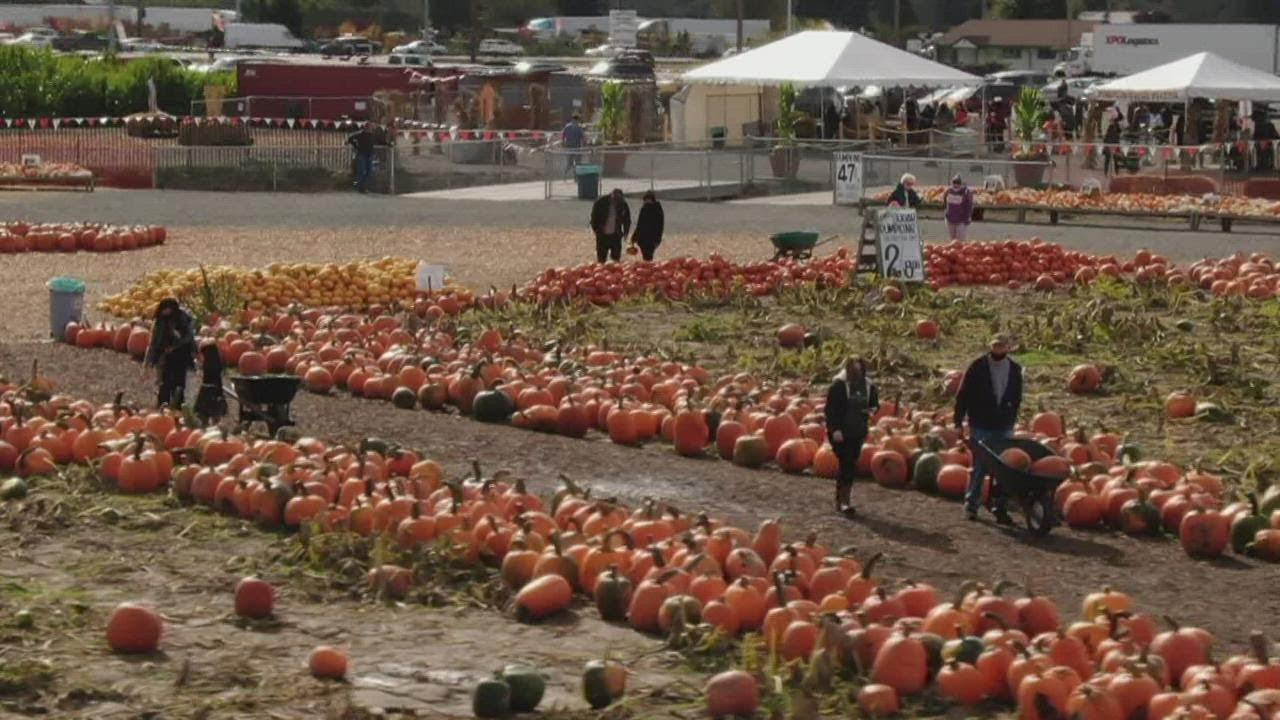 Carpinito Farms in Kent named one of the best pumpkin patches in the