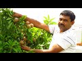 How to Plant Fruiting Plants like Cheekoo, Guava, Peach, Lemon for Maximum Fruiting in Containers