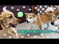 【幼稚園】紫竹山店 🍎木曜日の大型犬ちゃんチーム🍎