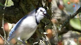 Blue Jay eats berry birds bluejays nature