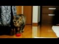 あっ！？　Cause he is just a cat...