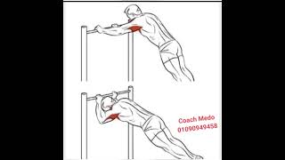 عضلة الذراع الخلفي