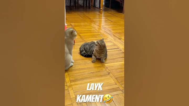 Video 7507451: cats kitten funny catlover, kitten catlover love funny