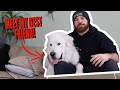 MEET MY DOG! | 150 pound Great Pyrenees rescue dog 🐶