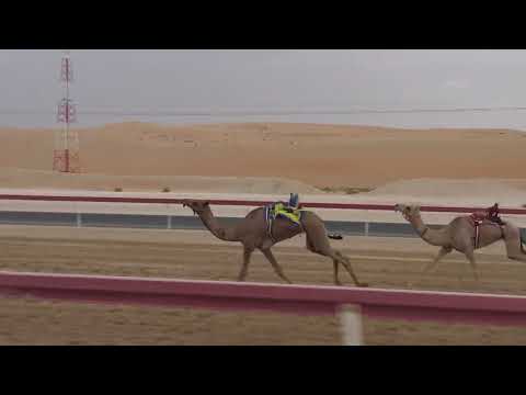 الشوط 15 جنان ل محمد سالم خلفان المنصوري