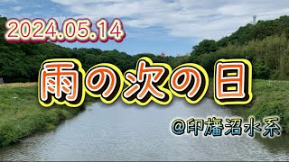 【自己満】2024.05.14 @印旛沼水系【記録用】雨の次の日