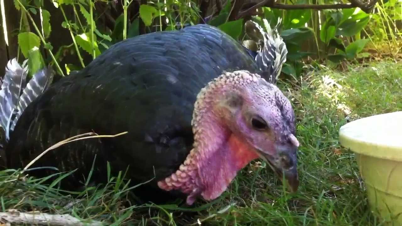 Happy turkey noises YouTube