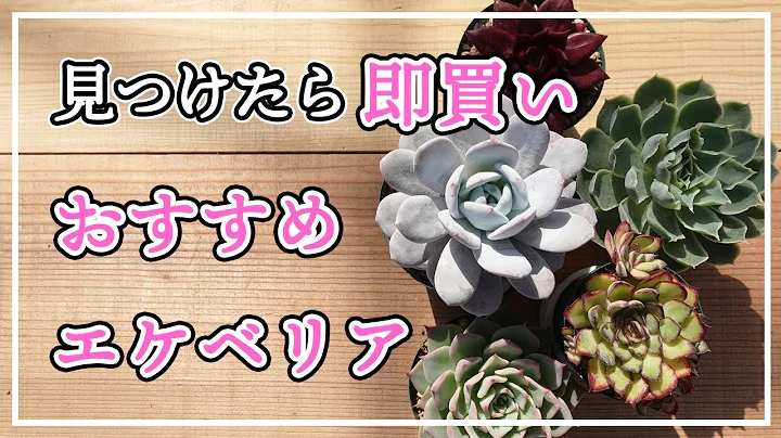 【多肉植物】2022年🎉見つけたらラッキー！即買い多肉🌱 - 天天要聞