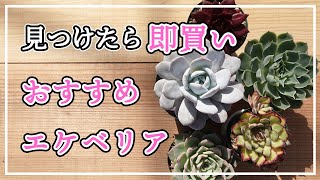 その他多肉植物 natulal 多肉植物】#97品種紹介しながら枯れ葉取り - YouTube