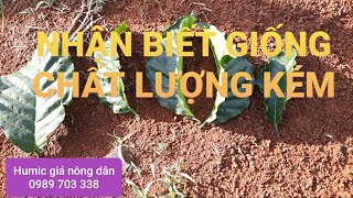 Lựa chọn ghép thay thế vườn cà phê thực sinh giống chất lượng kém. MV Nhân Trí