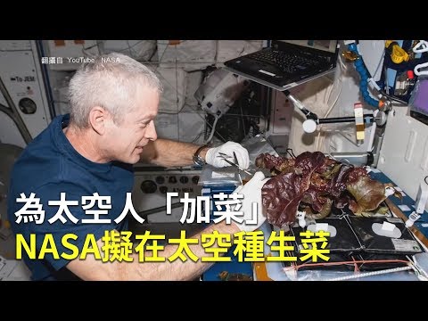 為太空人「加菜」 NASA擬在太空種生菜｜太空食物