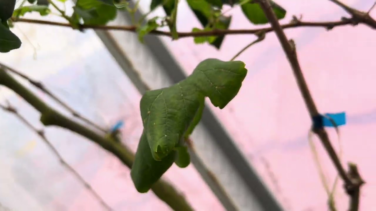 Daun anggur rusak karena apa ya