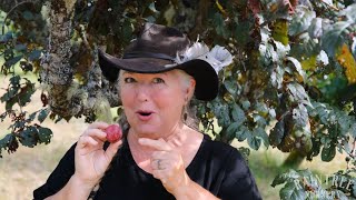 Raintree Nuresry Fruit Feature: Cocheco Asain Plum! Raintree Nursery S Plum Growing Guide