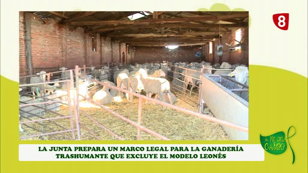 A PIE DE CAMPO (11-7-15) television reddit