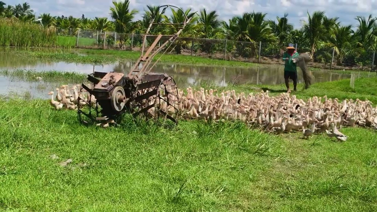 Tuyệt Chiêu Chăn Vịt Lớn#ChanNuoiVịt #VịtQuảngCanh #KinhNghiệmLàmNông