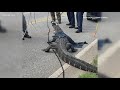 11-foot Alligator caught, removed from South Bibb neighborhood Tuesday morning | Here's what we know